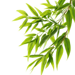 Fototapeta premium Bamboo leaves in bright green tones isolated on transparent background (5)