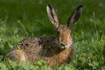 Feldhase