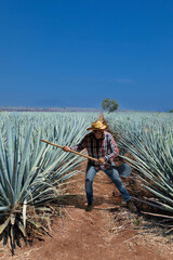 Jimador man working the field of  agave industry