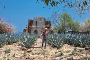 Jimador man working the field of  agave industry