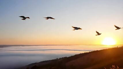 Aerial view of birds flying over clouds at sunset landscape nature photography scenic wallpaper morning light