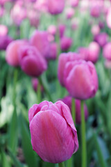 Close up of some dark pink or purple tulips growing outside at a tulip festival.