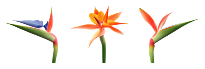 Stunning collection of bird of paradise flowers showcasing vibrant colors and unique shapes, isolated on transparent background, png