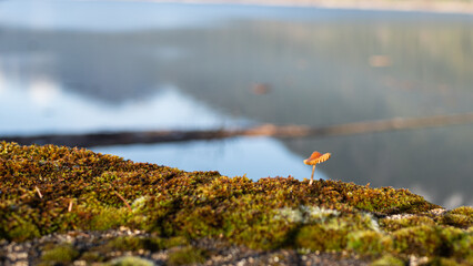 Mushroom on mossy cliff at Cleveland dam with Capilano lake in the background, British Columbia, Canada