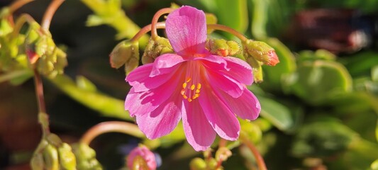Sukkulentenblüte