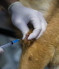 A gloved veterinarian uses a syringe to perform a biopsy of a dog's skin lesion, collecting cells...