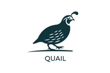 Quail bird vector illustration graphic design