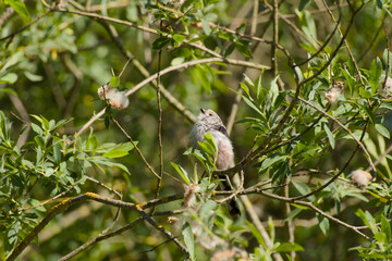 long-tailed tit is perching on a tree twig