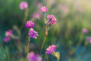 fiori rosa selvatici sul prato in italia