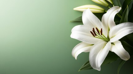 Obraz premium A striking white lily showcases its elegant petals adorned with dewdrops, set against a soft green background that highlights its delicate features and purity