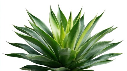 Fototapeta premium A vibrant, healthy agave plant with spiky, vibrant green leaves