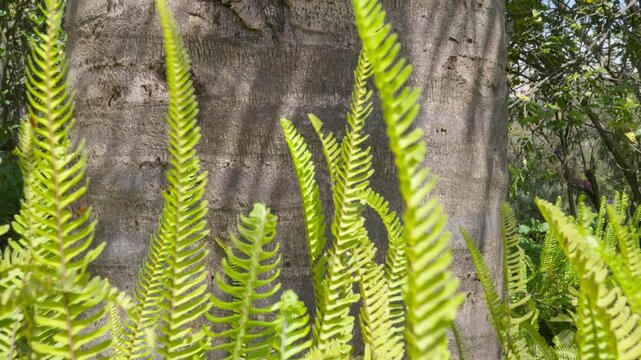 Textured bark of Chilean wine palm revealing intricate patterns, with delicate ferns nestling at base in lush, sunlit botanical environment