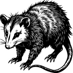 Obraz premium wild opossum on a white background