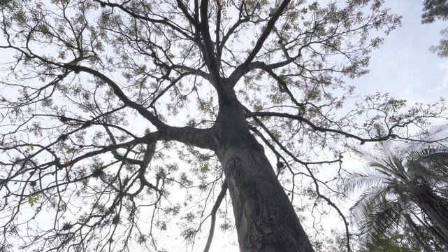 Tropical walnut tree, also known as Cedro negro or Andean walnut, standing tall against a clear sky