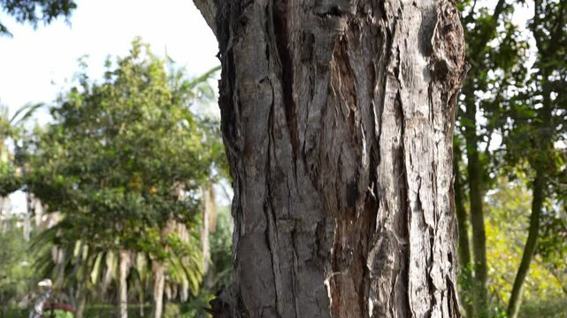 Close up details of a Cedrela montana, also known as Cedro Andino, a tree belonging to the Meliaceae family