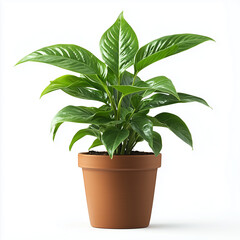 Office Plant in Clay Pot Isolated on White Background