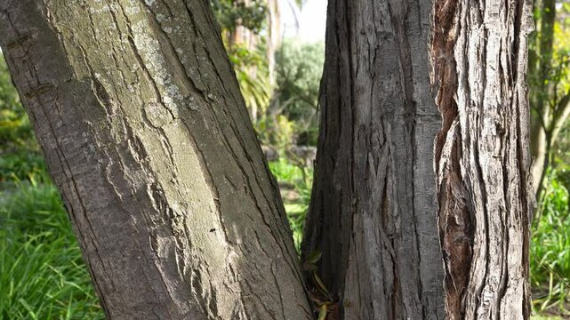 Bark details of a Cedrela montana, a species of tree in the Meliaceae family, also called andean cedar or cedro