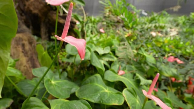 Close up of Anthurium andraeanum, a flowering tropical plant, commonly known as flamingo flower or laceleaf
