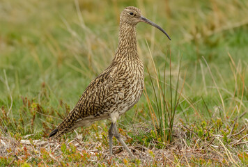 Curlew, Scientific name: Numenius arquata.  Adult Curlew facing right in natural habitat on managed Grouse moorland in North Yorkshire. Taken at distance with long lens from car window. Copy Space