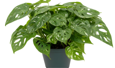 Lush green plant with unique perforated leaves in a dark gray pot, ideal for indoor decoration