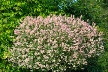 Japanese willow tree Salix integra Hakuro-nishiki, picturesque foliage for decorative gardening, close up