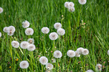 Fluffy white balls of dandelions, called cloks, in a green spring meadow, beauty of nature