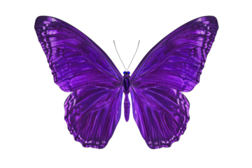 Purple butterfly, complete, insect, wings open, stylized, cut out transparent