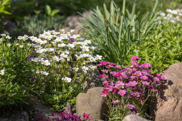Colorful spring rock garden with blooming flowers and decorative stones, vivid floral landscape for natural gardening and landscape design