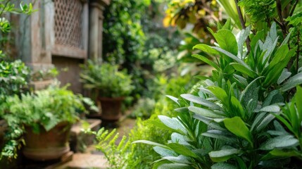Lush garden path, terracotta pots, greenery