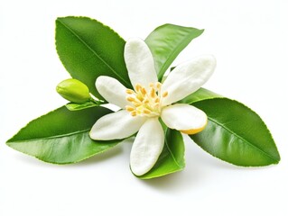 Naklejka premium Orange blossom flower with white green leaves on a branch, isolated on a white background. Detailed close up with crisp focus texture. Perfect PNG transparent for botanical and nature themes.