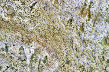 a surface covered with mold and mildew. a ship's hull covered with barnacles.