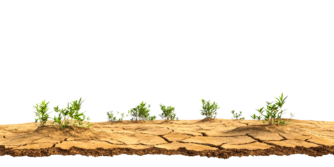 Arid cracked soil with sparse green vegetation, cut out transparent