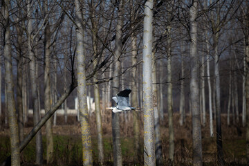 Graceful Heron Flying Through a Serene Forest Landscape in Early Spring