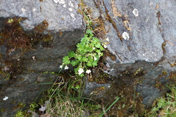 Natural background, little white flowers
