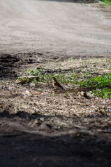 The Mountain Ash Thrush