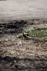 The Mountain Ash Thrush