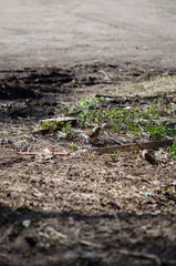 The Mountain Ash Thrush