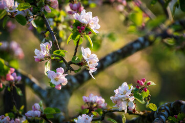 Springtime apple blossoms illuminated by warm morning light. Close up look at colorful pink flowers that signals a new season leaving winter in the rear view mirror.