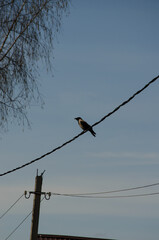 The crow on the wire
