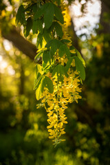 Beautiful golden chain tree blossoms.  The golden chain tree, also called laburnum, is a beautiful plant that blooms 10 to 20-inch long racemes of fragrant, yellow, wisteria-like flower.