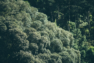 Dense green forest canopy captured with a telephoto lens, compressing the layers of foliage into a rich textured pattern of overlapping treetops under bright daylight in a natural landscape