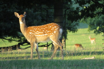 white tailed deer