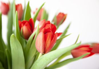 Red tulips. Beautiful spring flowers. Romantic bouquet.