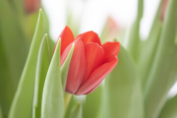 Red tulip. Beautiful spring flower. Romantic bouquet details.