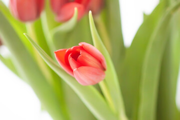 Red tulips. Beautiful spring flowers. Romantic bouquet.