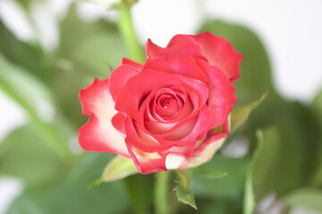 Red roses. Beautiful flowers. Romantic bouquet details.