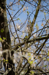 Blue tit