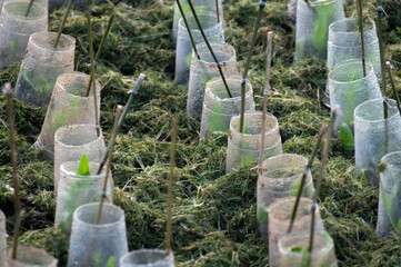 Plastic cups protect new seedlings against frost and insects in a vegetable garden. Springtime means new plantings that need protections against the elements.
