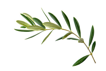 Fototapeta premium Fresh and vibrant olive branch isolated on a clean white background perfect for design elements.