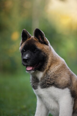 American akita puppy outside in the sunlight. Cute puppy.